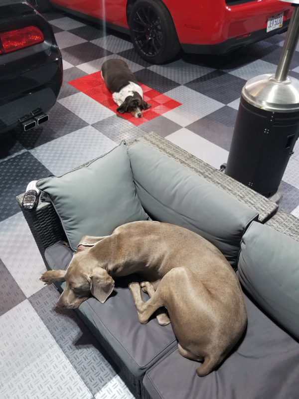 Garage with two dogs and GarageTrac Garage Flooring tiles